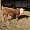12 toros Hereford de pura raza