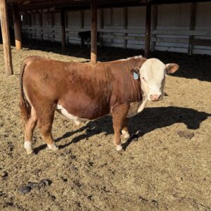 12 toros Hereford de pura raza